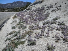 Lupinus concinnus optatus