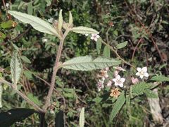 Commersonia dasyphylla