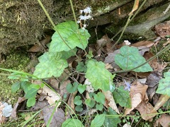 Tiarella wherryi