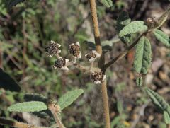 Commersonia dasyphylla