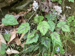 Tiarella wherryi