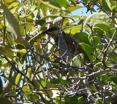 Gavicalis fasciogularis