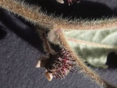 Commersonia dasyphylla