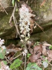Tiarella wherryi