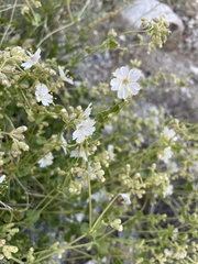 Mirabilis tenuiloba