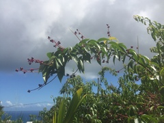 Trichostigma octandrum