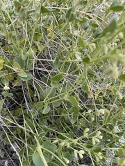 Mirabilis tenuiloba