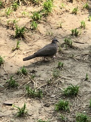 Streptopelia chinensis