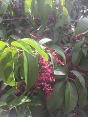 Trichostigma octandrum