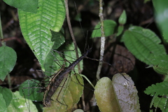 Stheneboea repudiosa