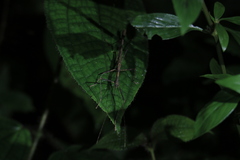 Asceles tanarata