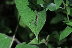 Asceles tanarata