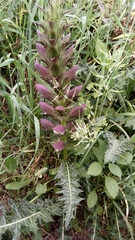 Acanthus syriacus