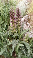 Acanthus syriacus