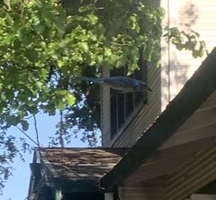 Aphelocoma californica