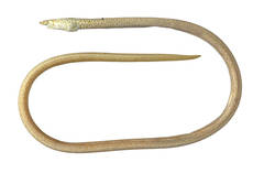 Sharpsnout Snake-Eel photo 2