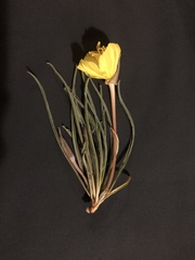 Oenothera coryi