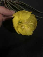 Oenothera coryi