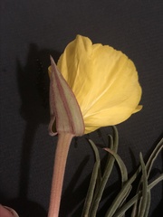Oenothera coryi
