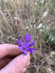 Dichelostemma congestum