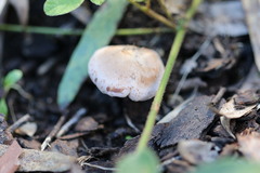 Rhodocybe lateritia