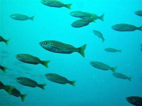 California Salema