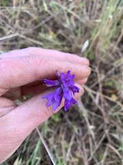 Dichelostemma congestum