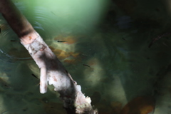 Poecilia reticulata