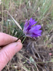 Dichelostemma congestum