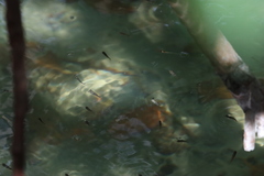 Poecilia reticulata