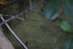 Poecilia reticulata