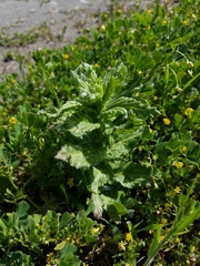 Bellardia viscosa