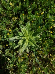 Bellardia viscosa
