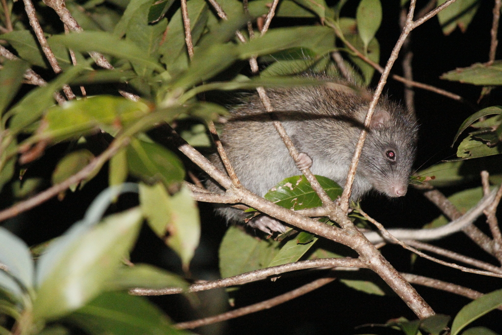 Ryukyu Long-furred Rat
