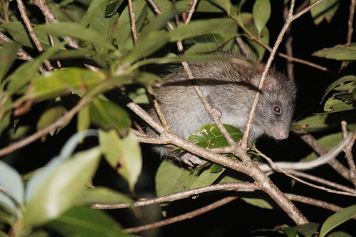 Ryukyu Long-furred Rat