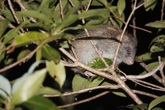 Ryukyu Islands Tree Rat photo 2