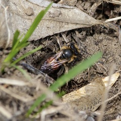 Andrena florea
