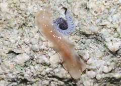 Notocomplana ferruginea