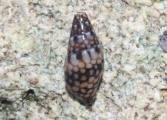 Mitrella ocellata