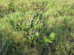 Opuntia arechavaletae