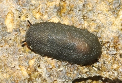 Onchidella floridana