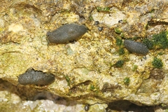 Onchidella floridana