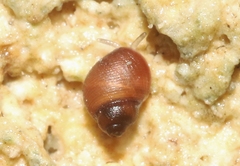 Pedipes ovalis