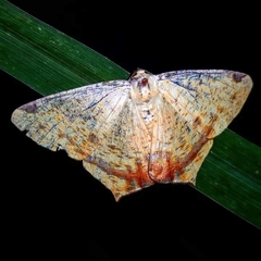 Nepheloleuca illiturata