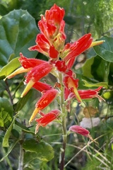 Castilleja affinis affinis