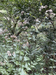 Eupatorium amabile