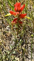 Castilleja affinis affinis