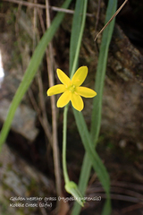 Hypoxis pratensis