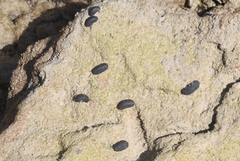 Onchidella floridana