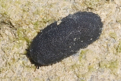 Onchidella floridana